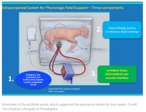 A hairless sheep fetus in a large plastic bag is depicted. Fluids and a pump mimicking placental blood flow are shown attached.